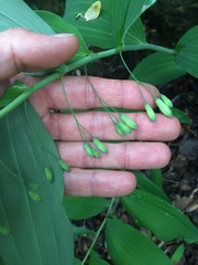 Polygonatum biflorum biflorum