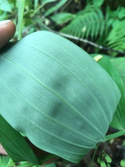 Polygonatum biflorum biflorum