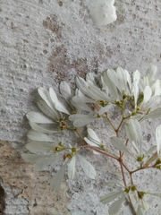 Euphorbia leucocephala