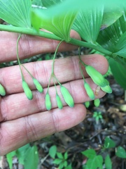 Polygonatum biflorum biflorum
