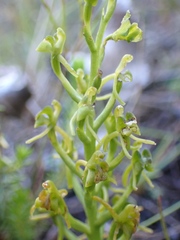 Liparis capensis