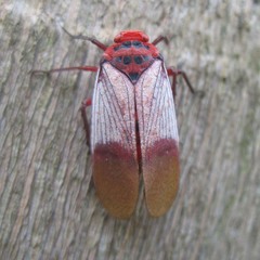Metaphaena
