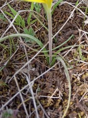 Gagea reticulata