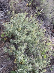 Castilleja grisea