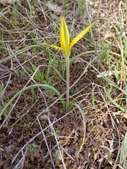 Gagea reticulata