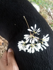 Euphorbia leucocephala