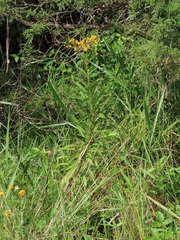 Senecio serratuloides