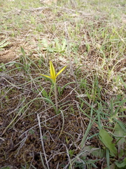Gagea reticulata