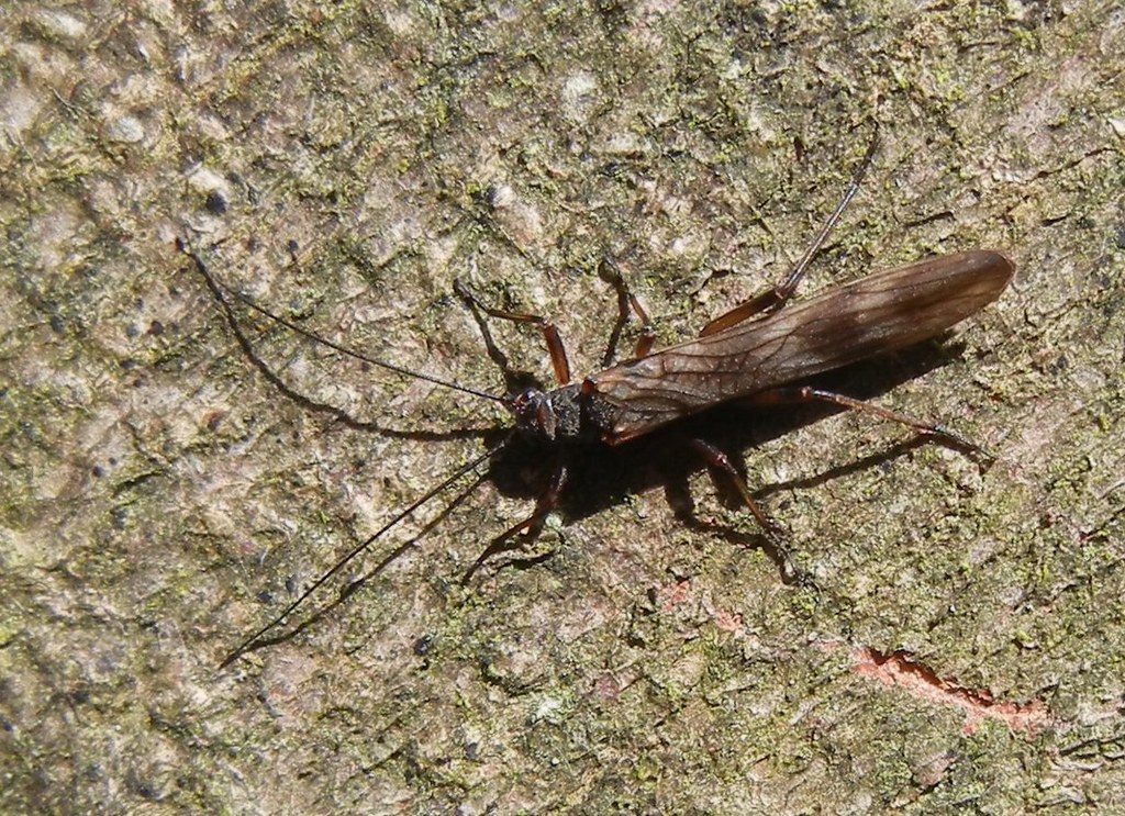 Common February Red