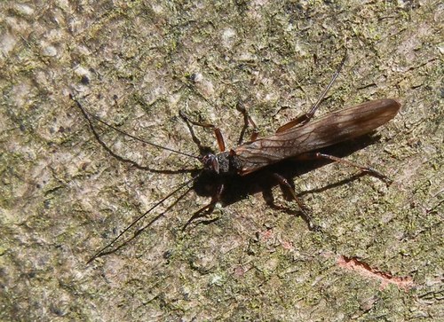 Common February Red