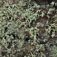 Ramalina labiosorediata