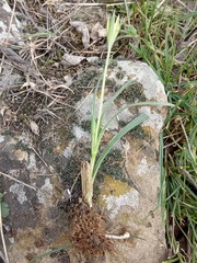 Gagea reticulata