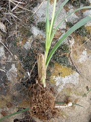 Gagea reticulata