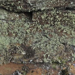 Ramalina labiosorediata