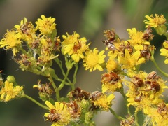 Senecio serratuloides