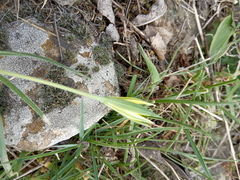 Gagea reticulata