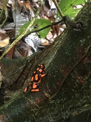 Oophaga solanensis