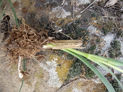 Gagea reticulata