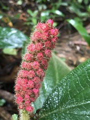 Miconia spadiciflora
