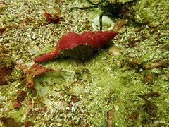 Alcyonidium nodosum