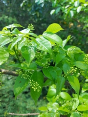 Bursera cinerea