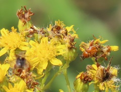 Senecio serratuloides