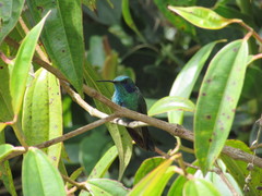 Colibri
