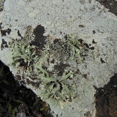Ramalina labiosorediata