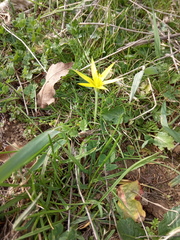 Gagea reticulata
