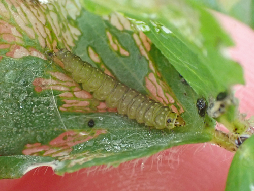 Dobilinis Ancylis nuotrauka