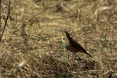 Anthus trivialis