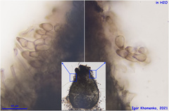 Schizothecium cervinum