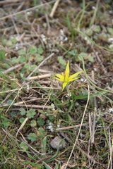 Gagea reticulata