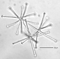 Pinulasma
