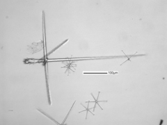 Pinulasma