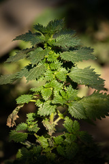 Urtica urens