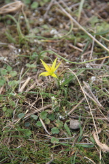 Gagea reticulata
