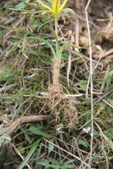 Gagea reticulata