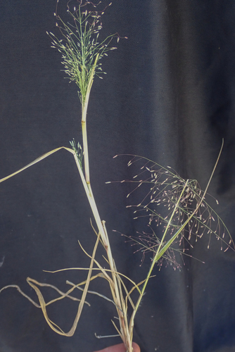 Eragrostis pilosa