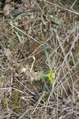 Gagea reticulata