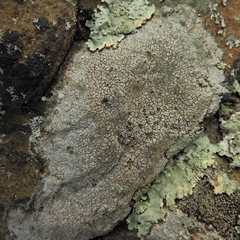 Circinaria caesiocinerea