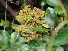 Colomerus antidesmae