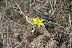 Gagea reticulata