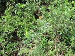 Colomerus antidesmae