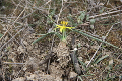 Gagea reticulata