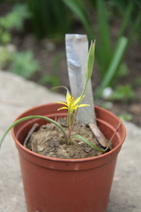 Gagea sarmentosa