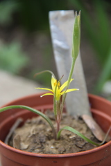 Gagea sarmentosa