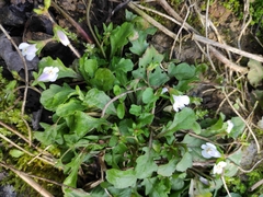Mazus miquelii