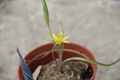 Gagea sarmentosa