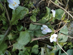 Mazus miquelii